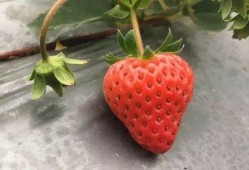 草莓视频国产,本土创新与全球视野的交融