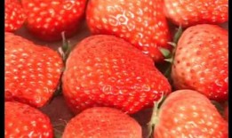 草莓视频国产,本土创新与全球视野的交融